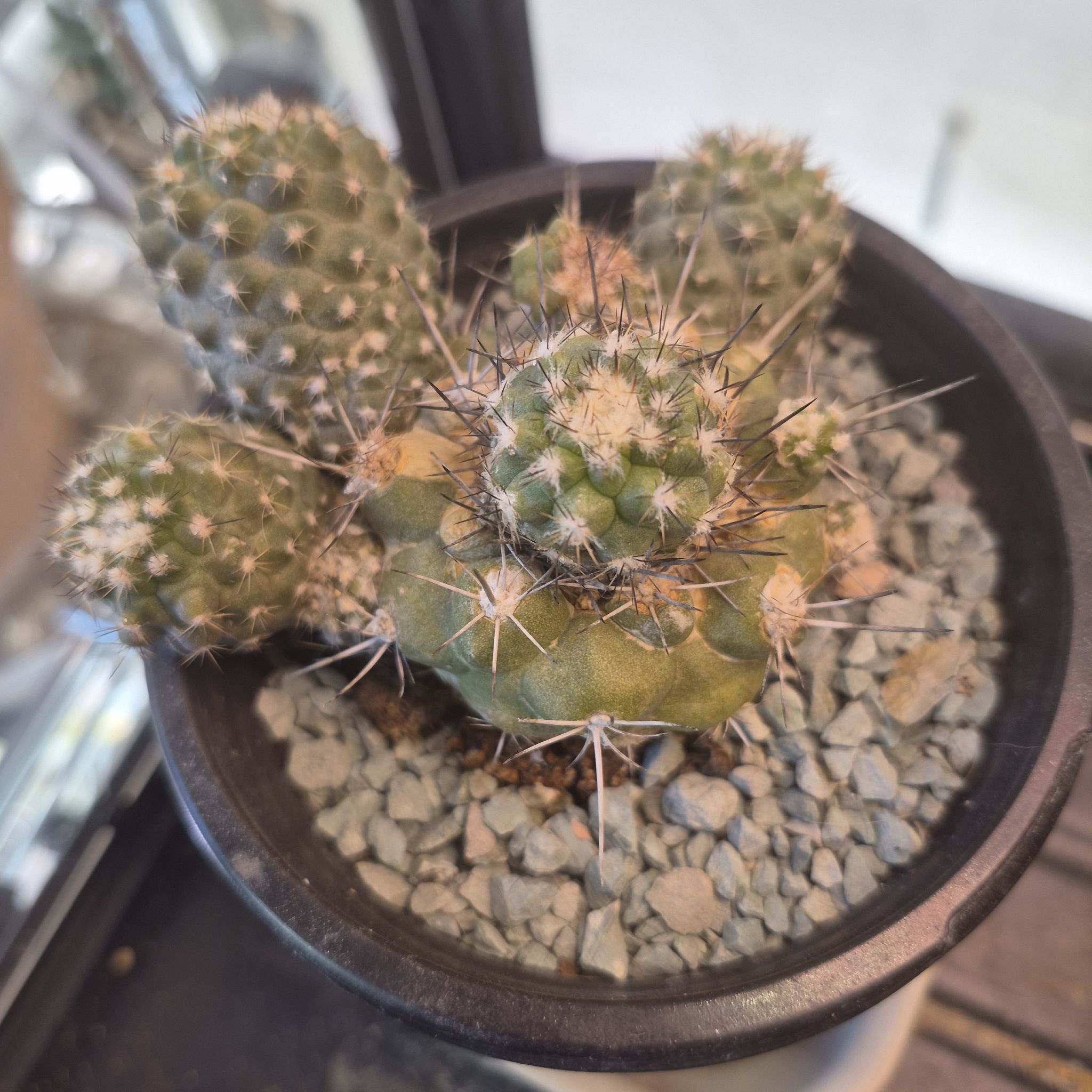 Photo of the plant species Copiapoa humilis 'Tenuissima' by @thenonnon named Copiapoa paposoensis on Greg, the plant care app