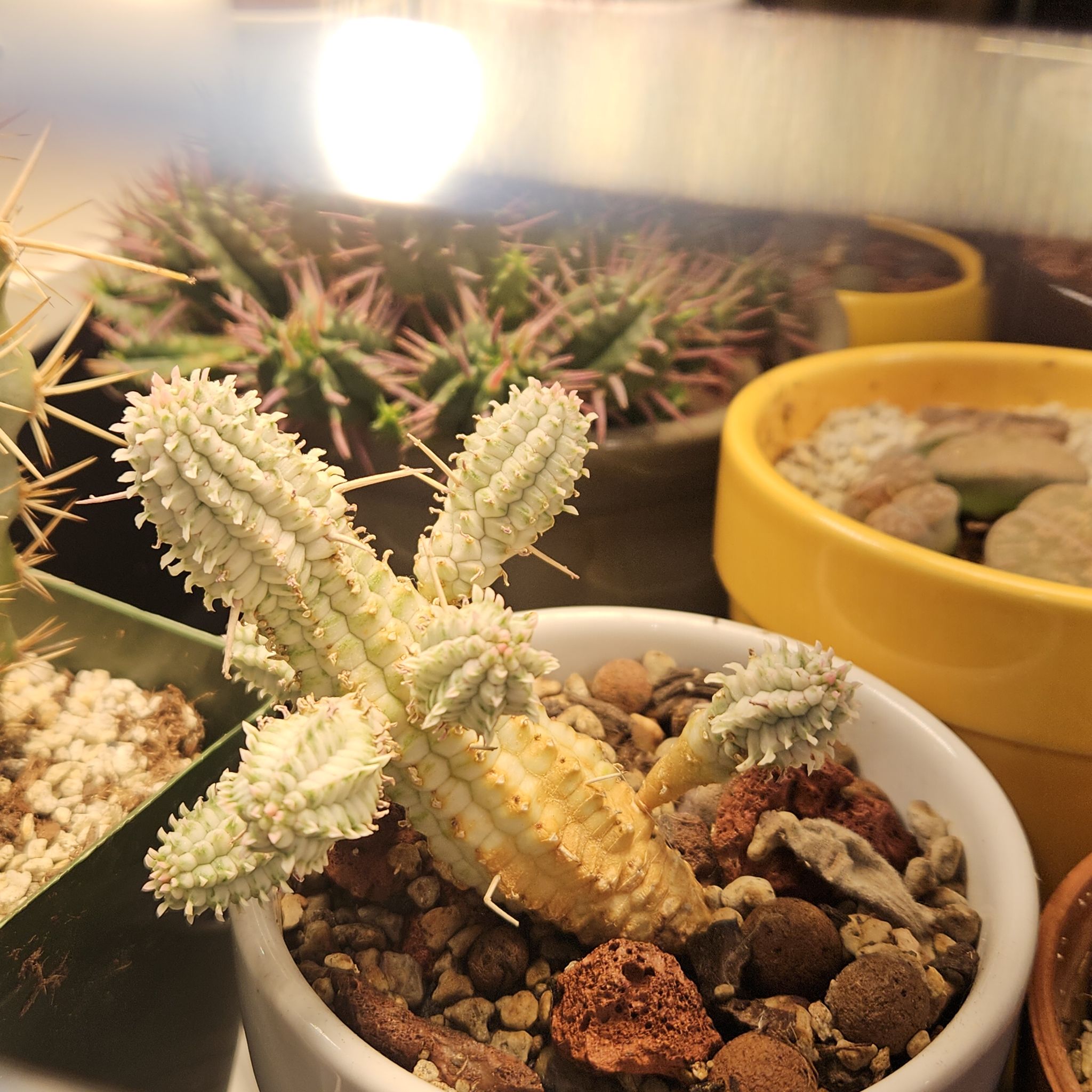 Corncob Cactus in a pot with rocky soil, showing some yellowing and browning.
