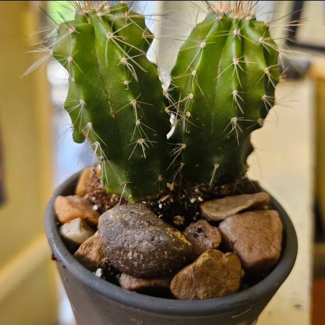 Easter Lily Cactus in a pot with rocky soil, well-framed and in focus.