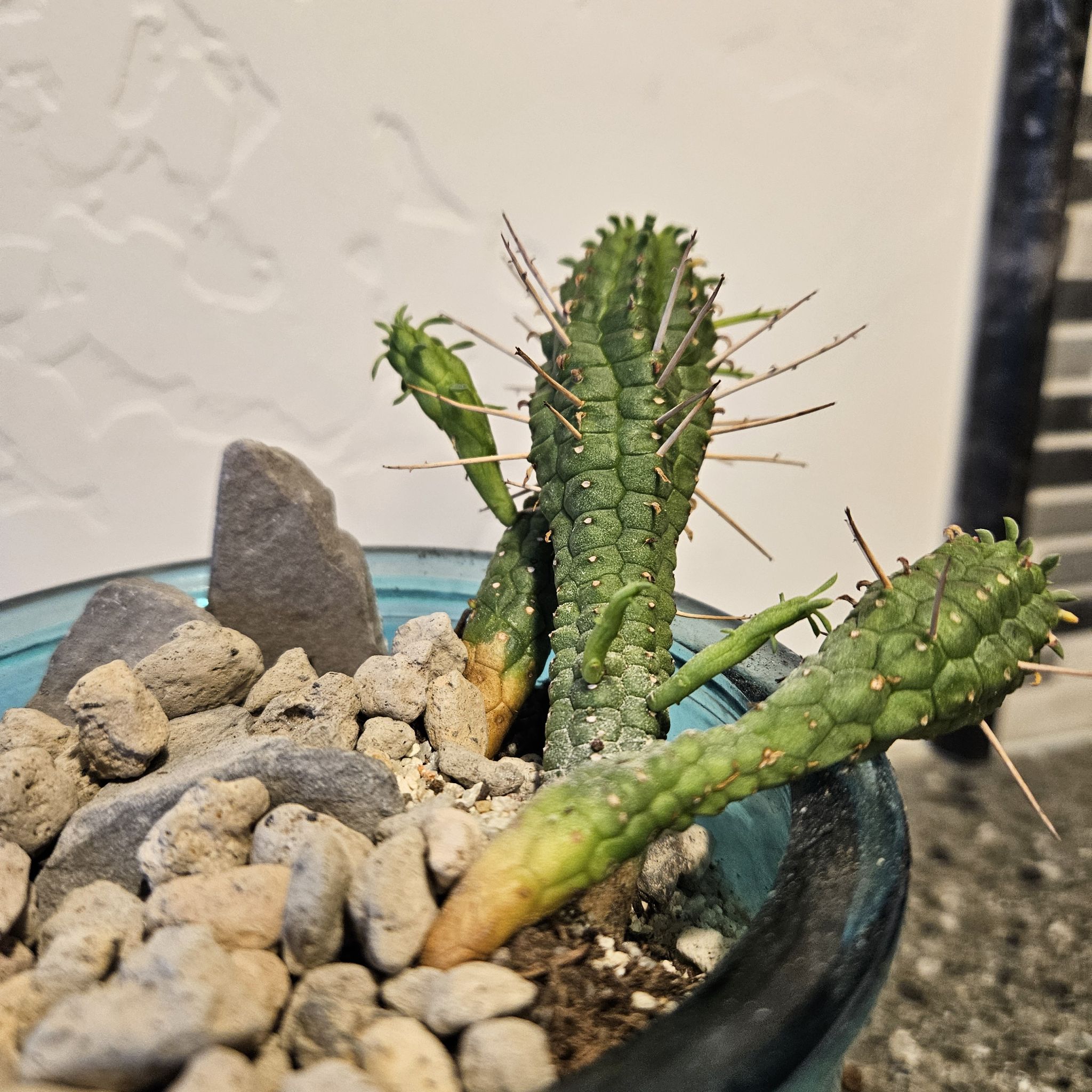 Corncob Cactus in a pot with rocky soil, showing some yellowing at the base.