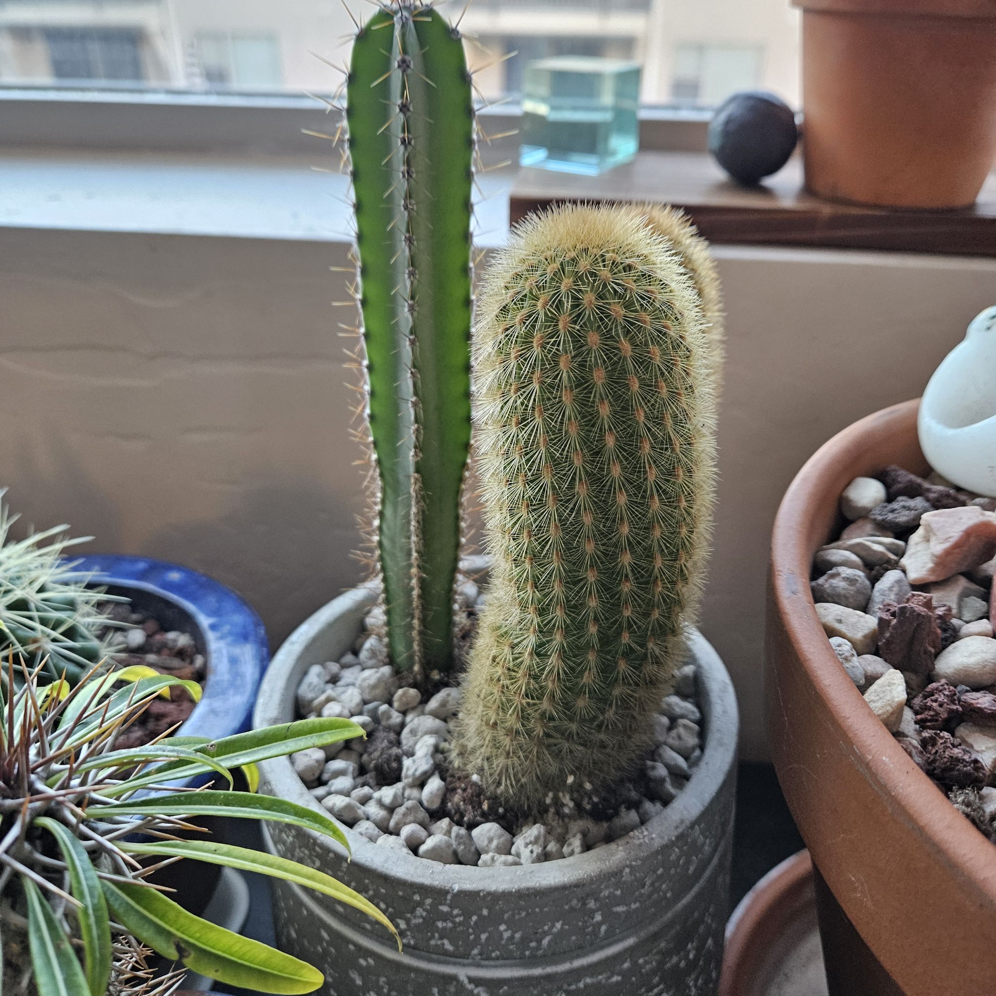 Photo of the plant species Pilosocereus lanuginosus by @thenonnon named Cereus Combo on Greg, the plant care app