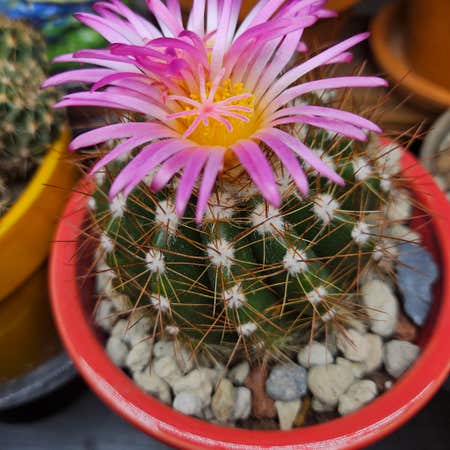 Photo of the plant species Notocactus ottonis by @thenonnon named Harmony on Greg, the plant care app