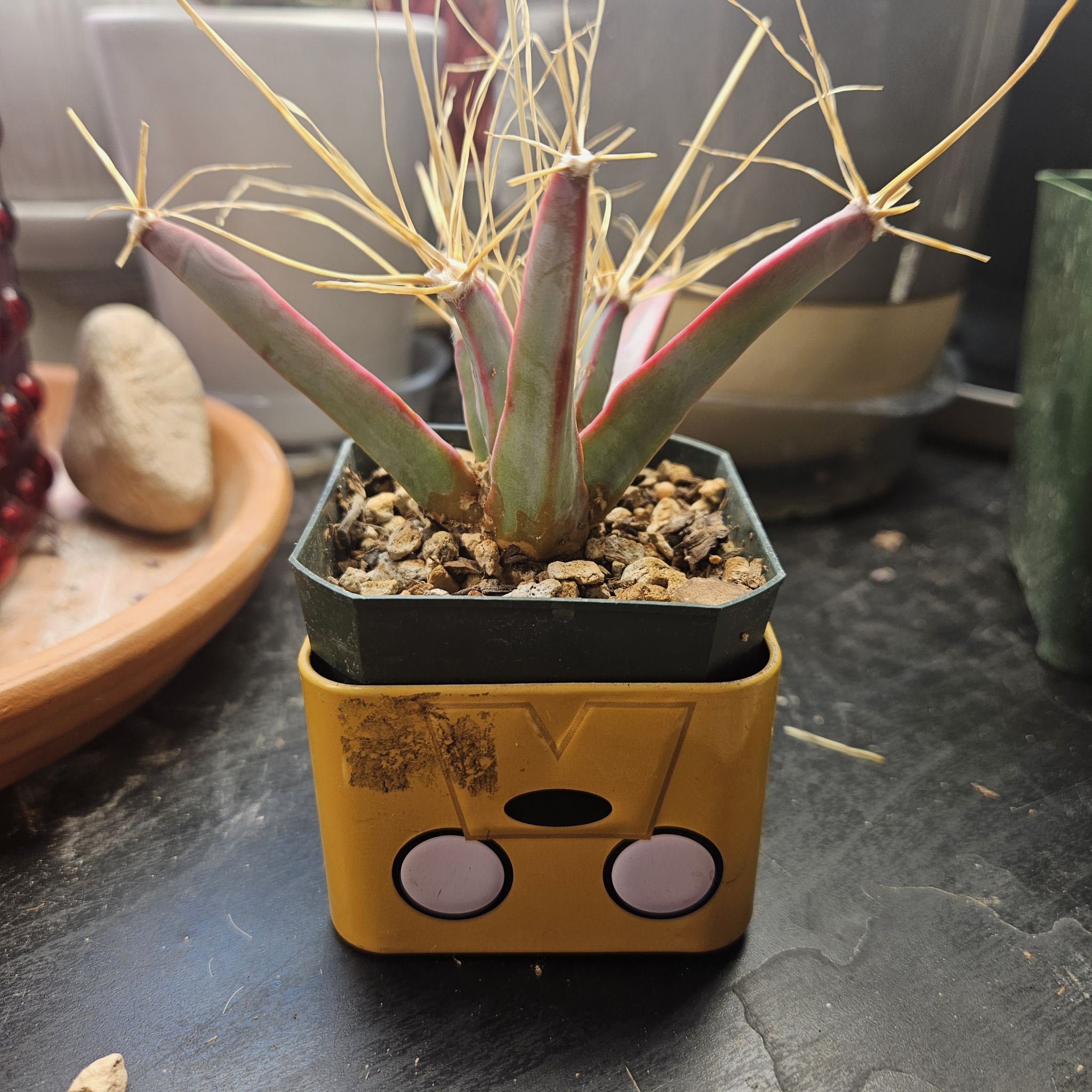 Photo of the plant species Agave Cactus by @thenonnon named Rihanna on Greg, the plant care app