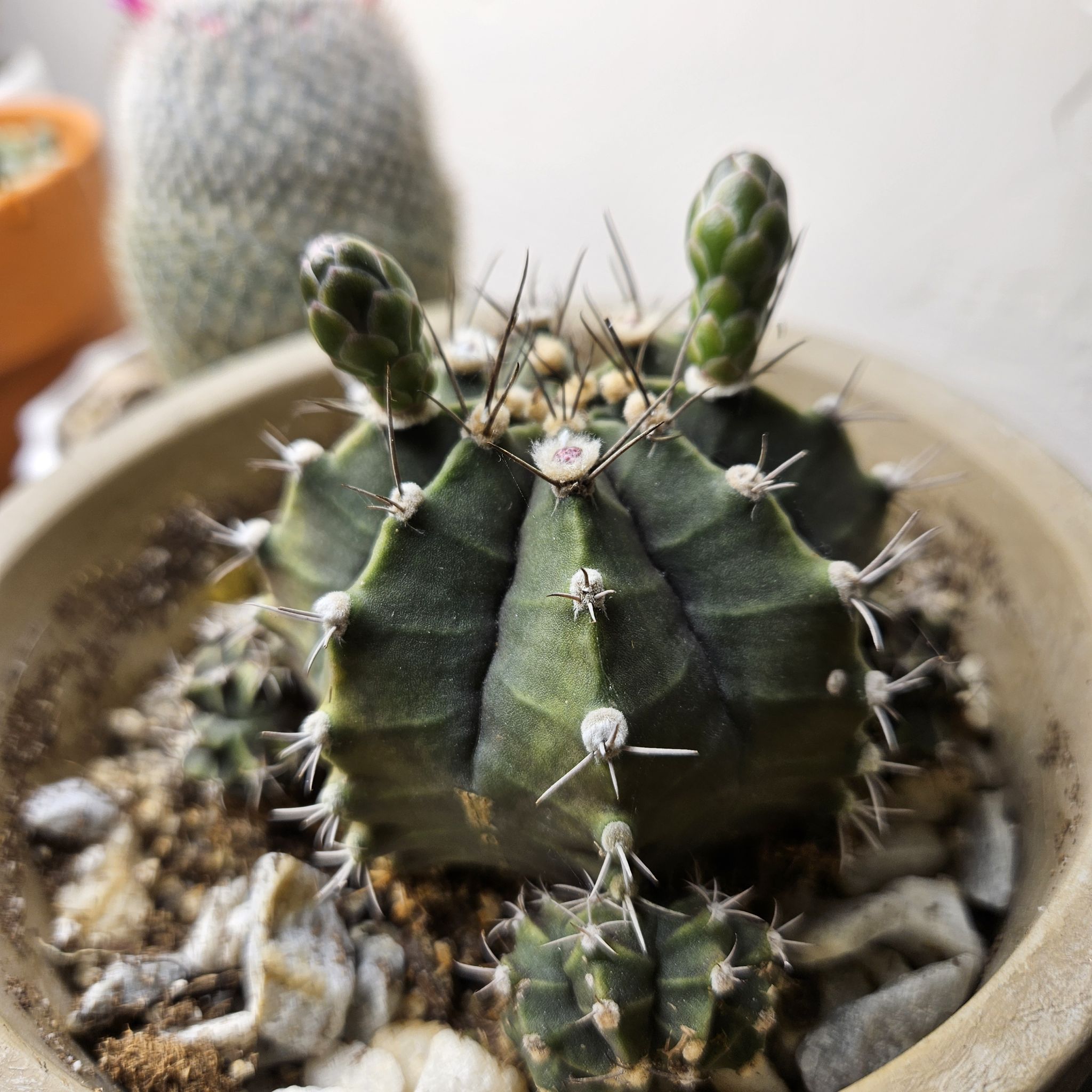 Gymnocalycium stenopleurum cactus in a pot with visible soil and no flowers.