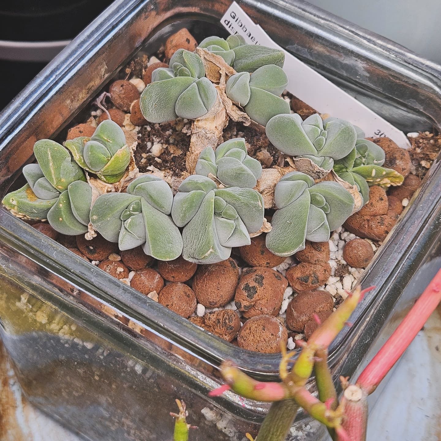 Photo of the plant species Gibbaeum dispar mesembs by @thenonnon named Dispare on Greg, the plant care app