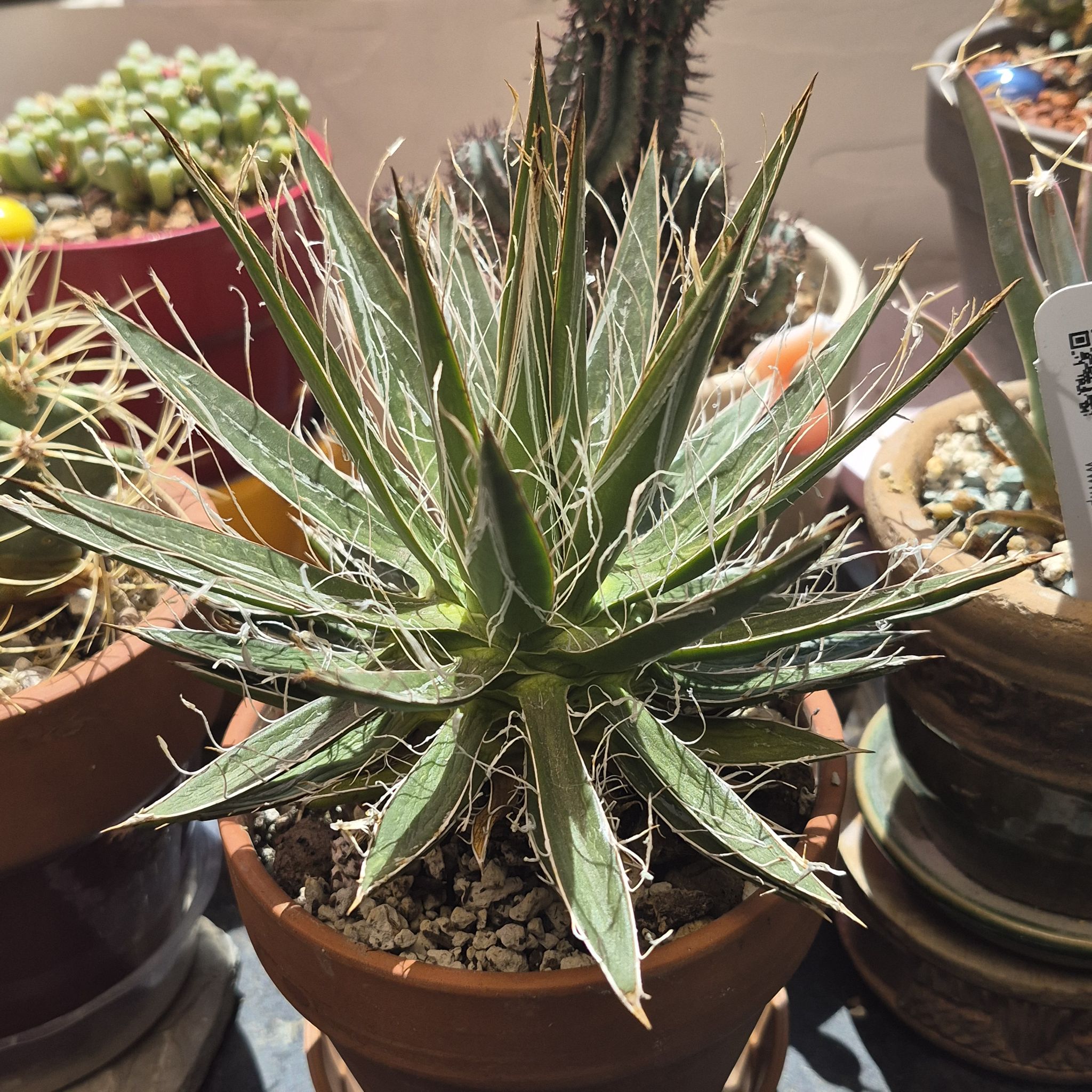 Photo of the plant species Thread Agave by @thenonnon named Fili on Greg, the plant care app
