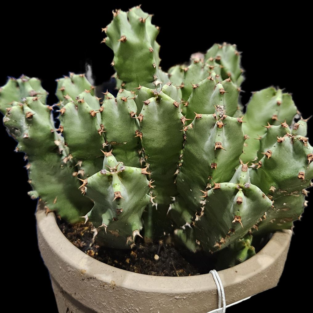 Photo of the plant species Resin Spurge by @thenonnon named Moroccan Mound on Greg, the plant care app