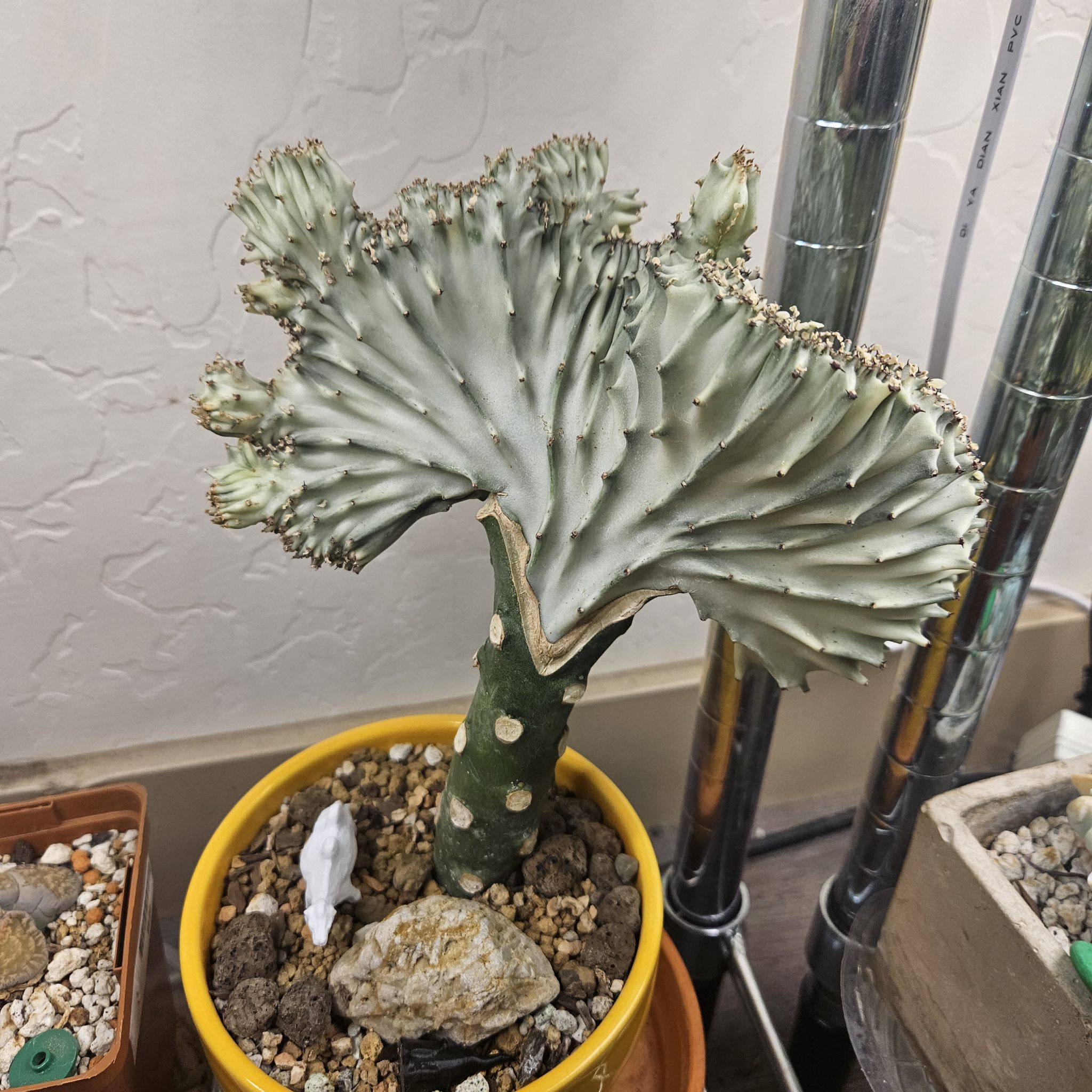 Photo of the plant species Red Euphoria Cactus by @thenonnon named Crested Euphorbia on Greg, the plant care app