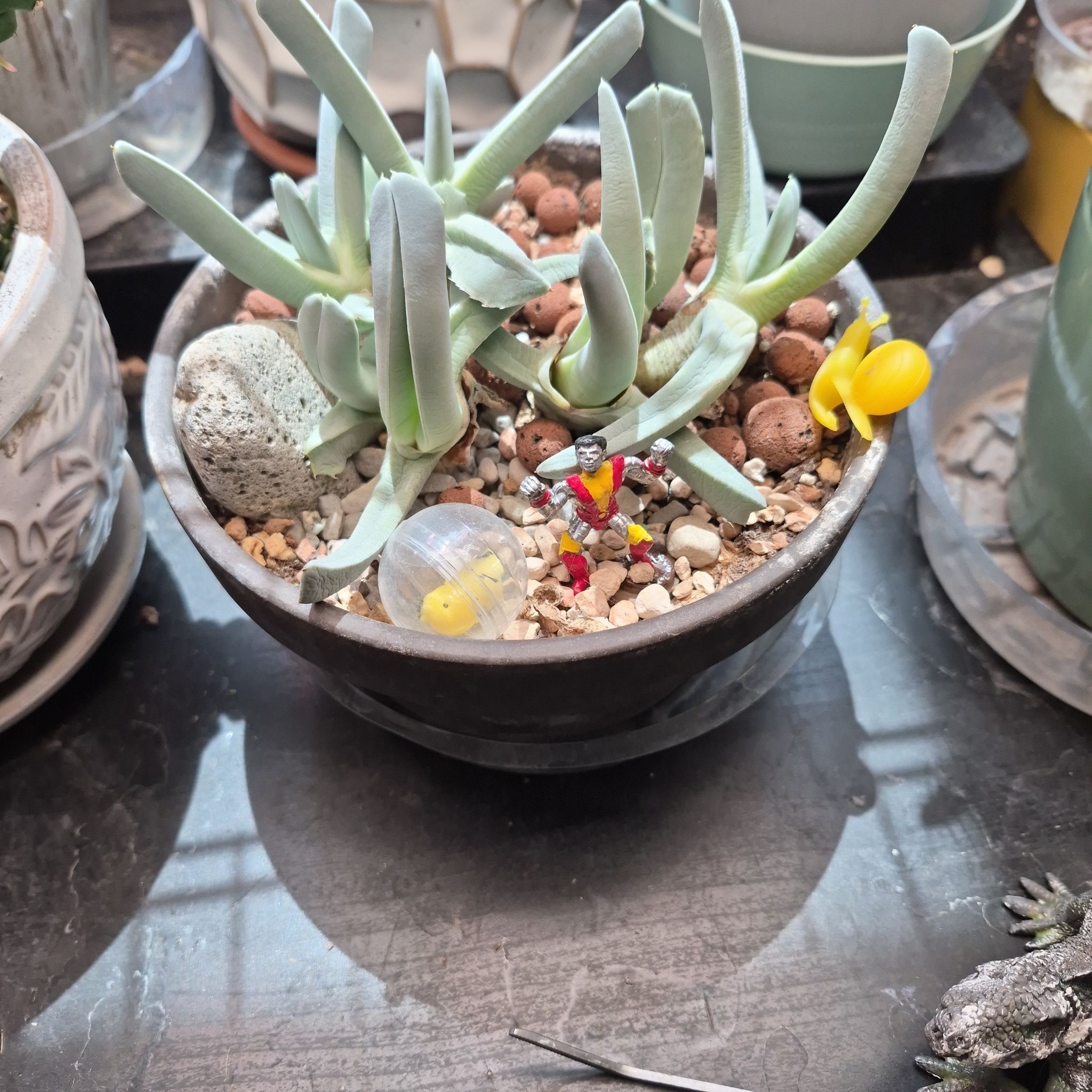 Photo of the plant species Lobster Claws by @thenonnon named La La Lobster Claws on Greg, the plant care app