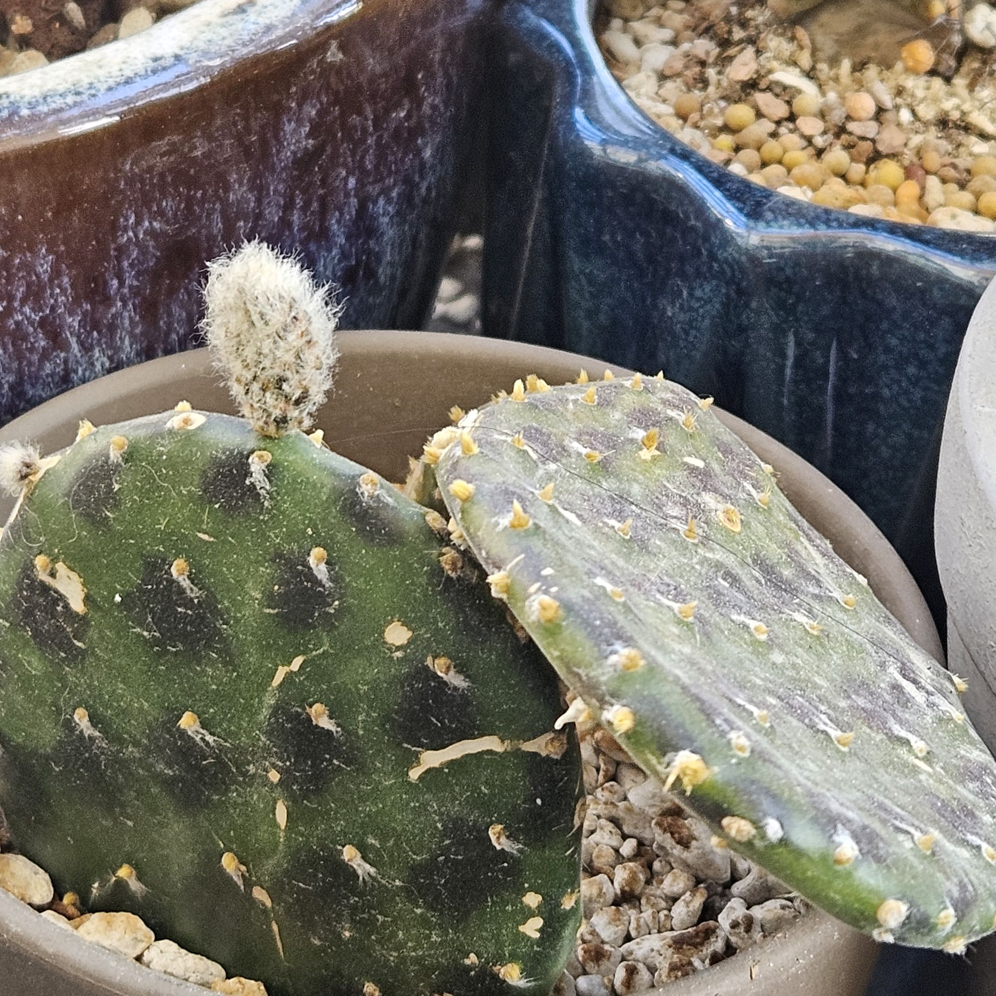 Mr. Jackpots (Opuntia decumbens)