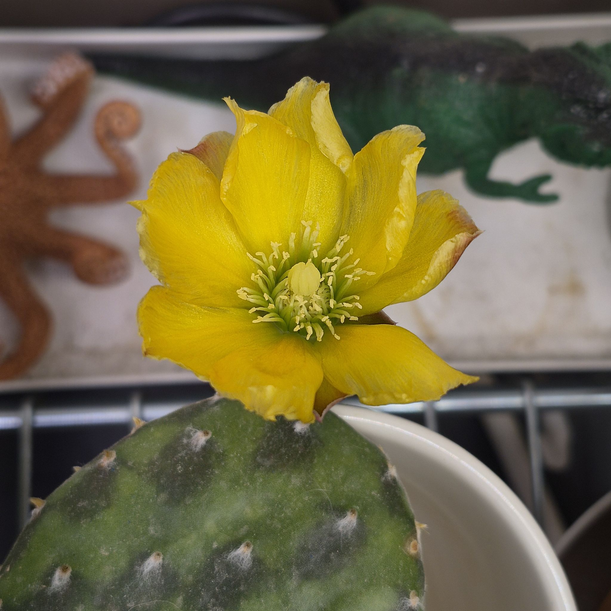 Mr. Jackpots (Opuntia decumbens)