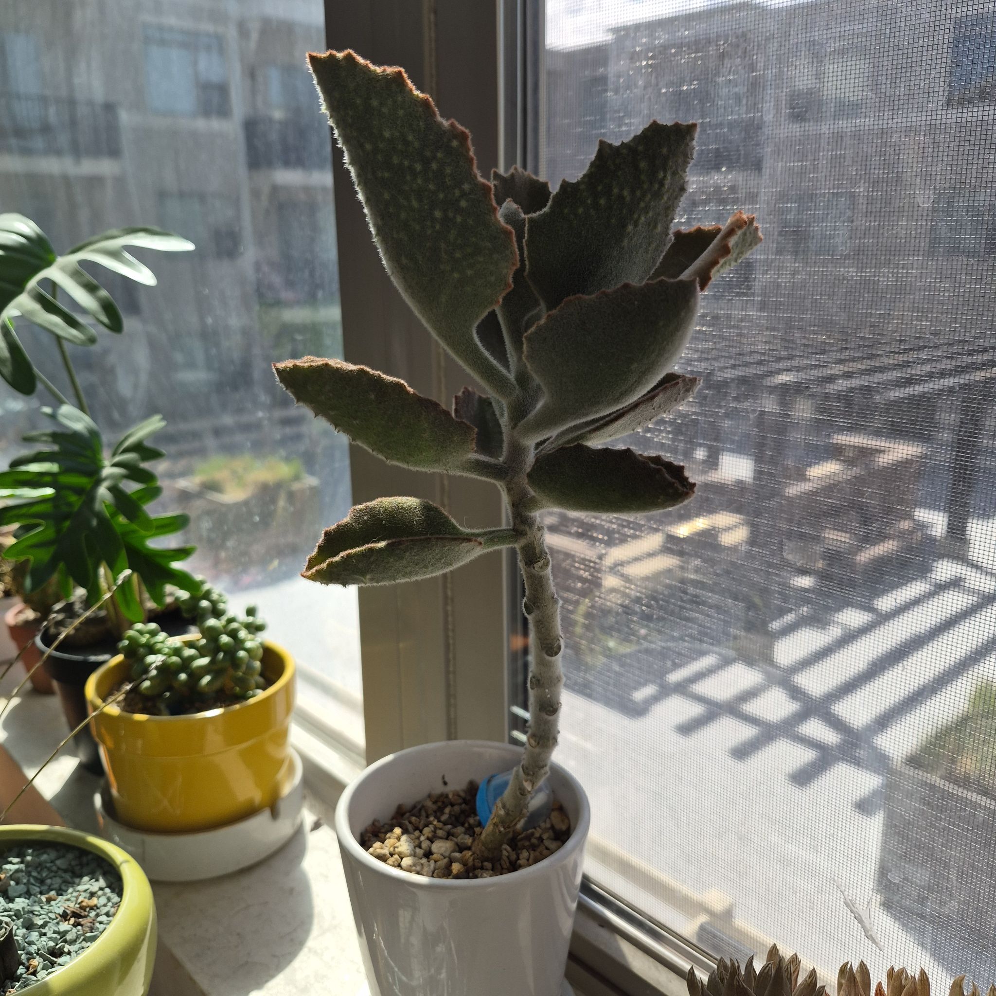 Photo of the plant species Kalanchoe beharensis 'Fang' by @thenonnon named Kalanchoe B Fang on Greg, the plant care app