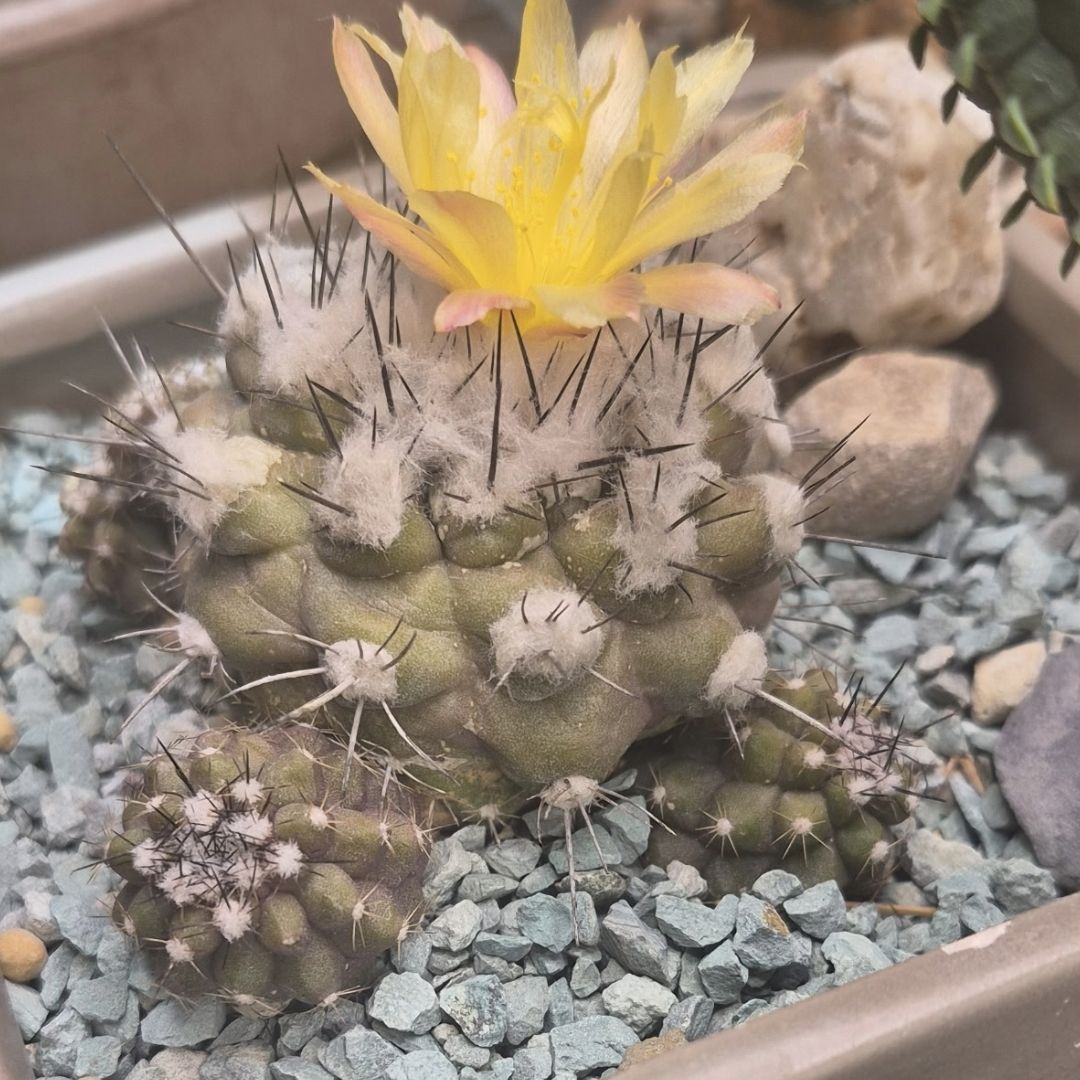 Copiapoa Montana