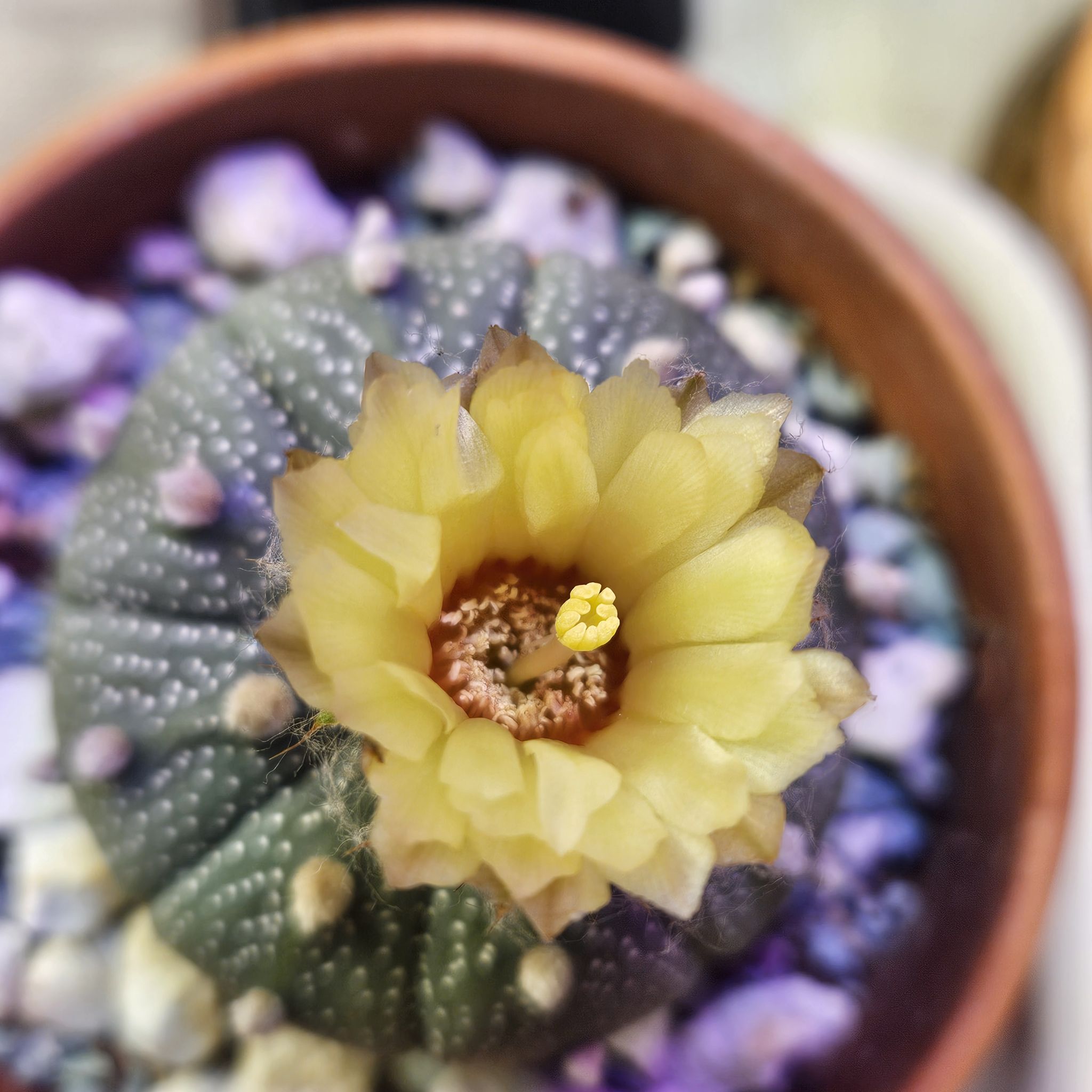 Astrophytum asterias