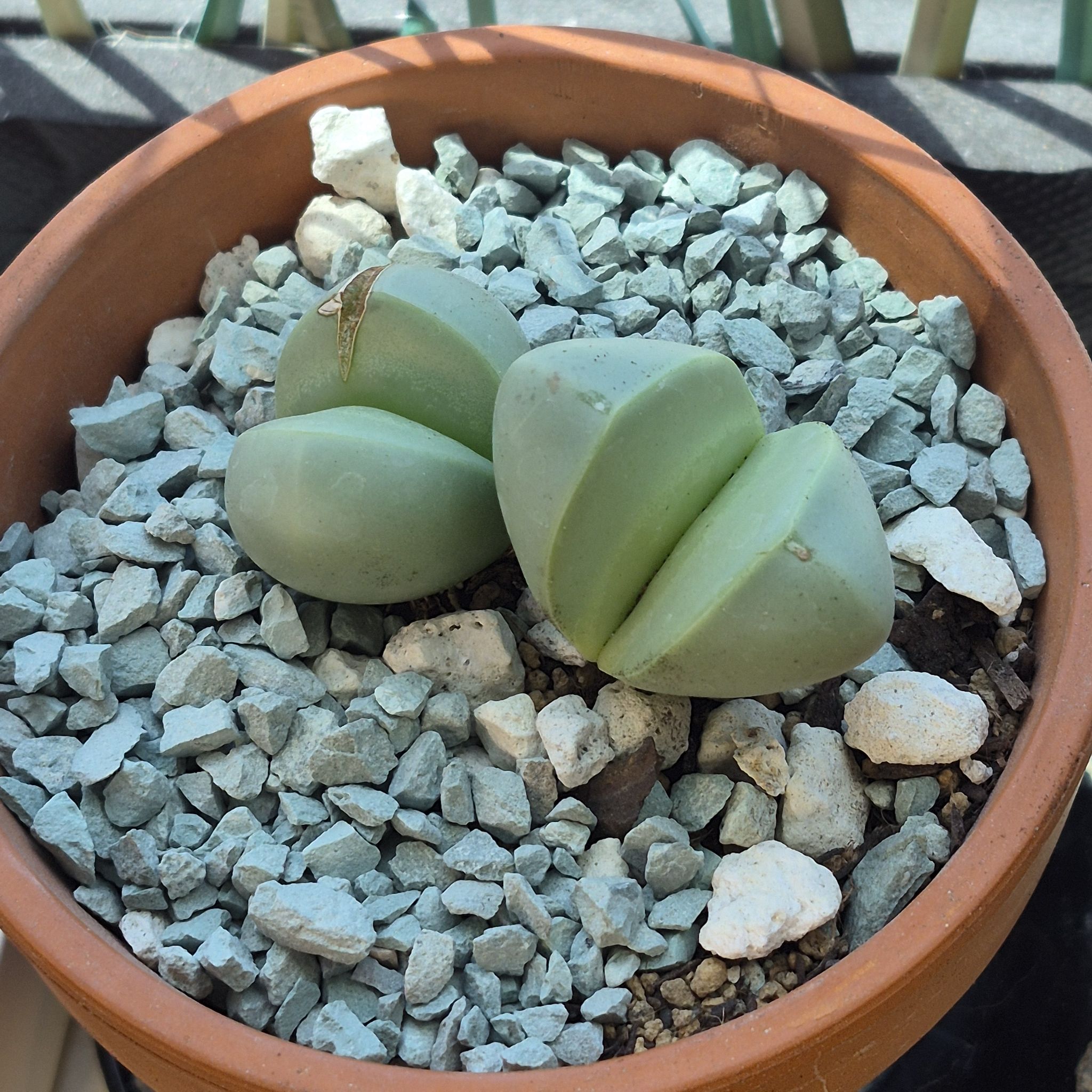 Argyroderma delaetii