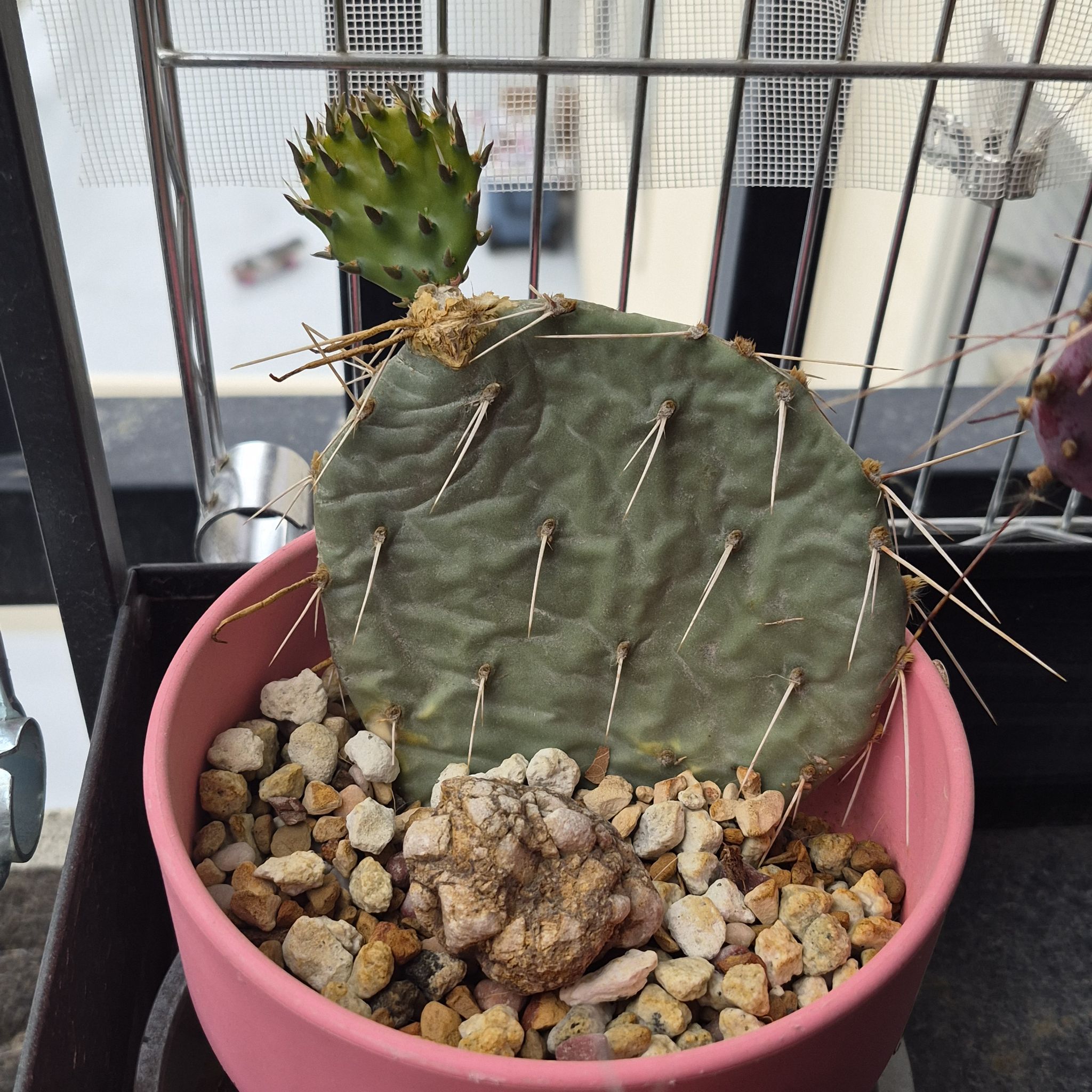 Photo of the plant species Brownspine Prickly Pear by @thenonnon named Opuntia Face Jr. on Greg, the plant care app