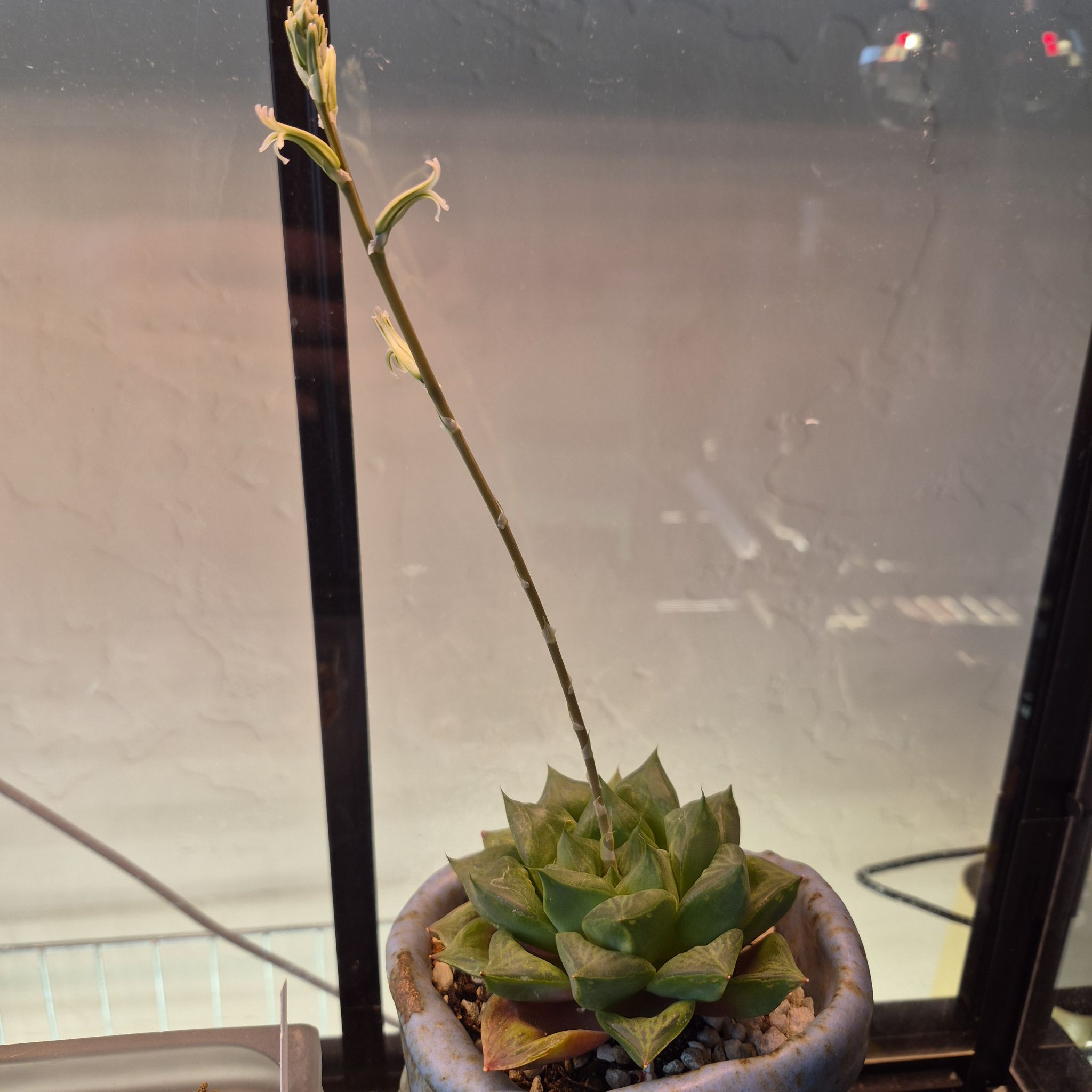 Photo of the plant species Star Window Plant by @thenonnon named Gabija on Greg, the plant care app