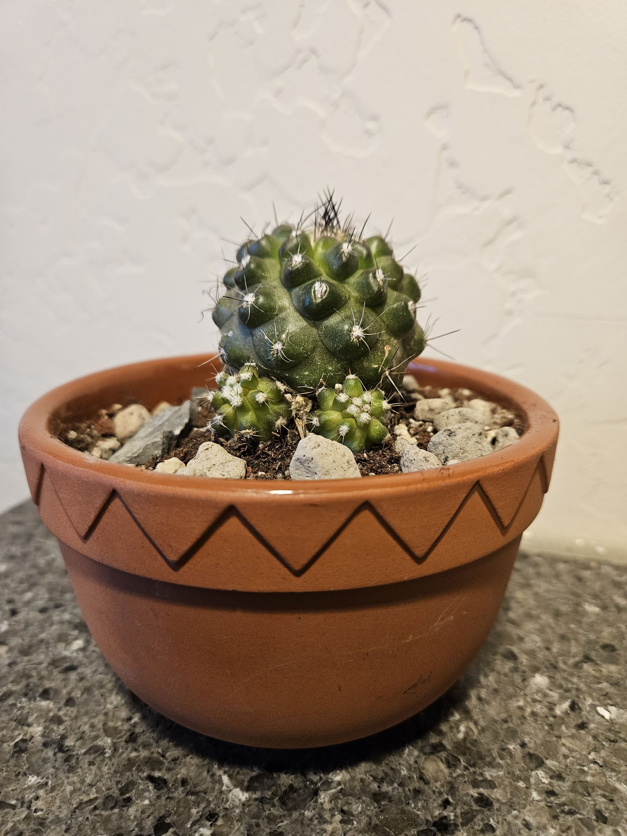 Copiapoa mollicula (Montana?)