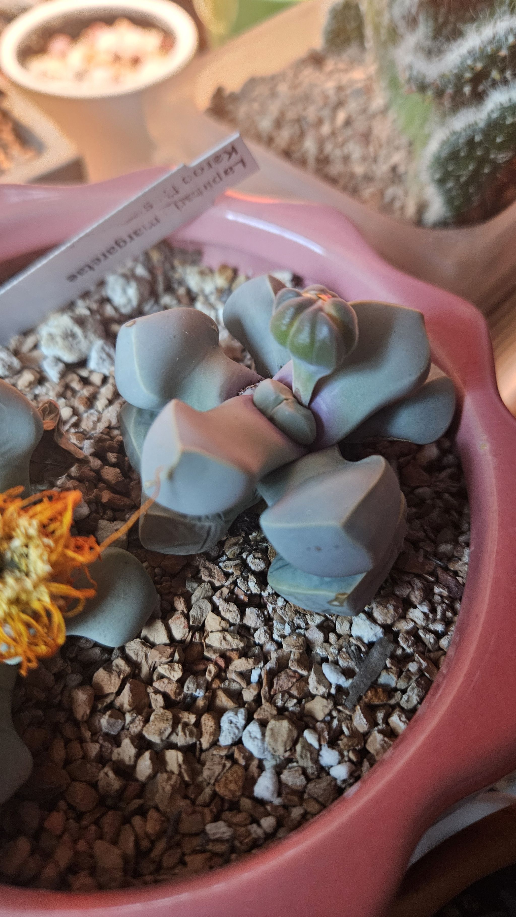 Photo from the post