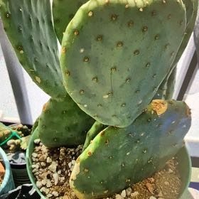 Photo of the plant species Bartolona by @thenonnon named Opuntia Blackheart on Greg, the plant care app