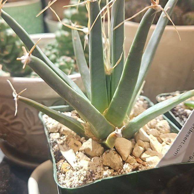 Photo of the plant species Agave Cactus by @thenonnon named Stu on Greg, the plant care app