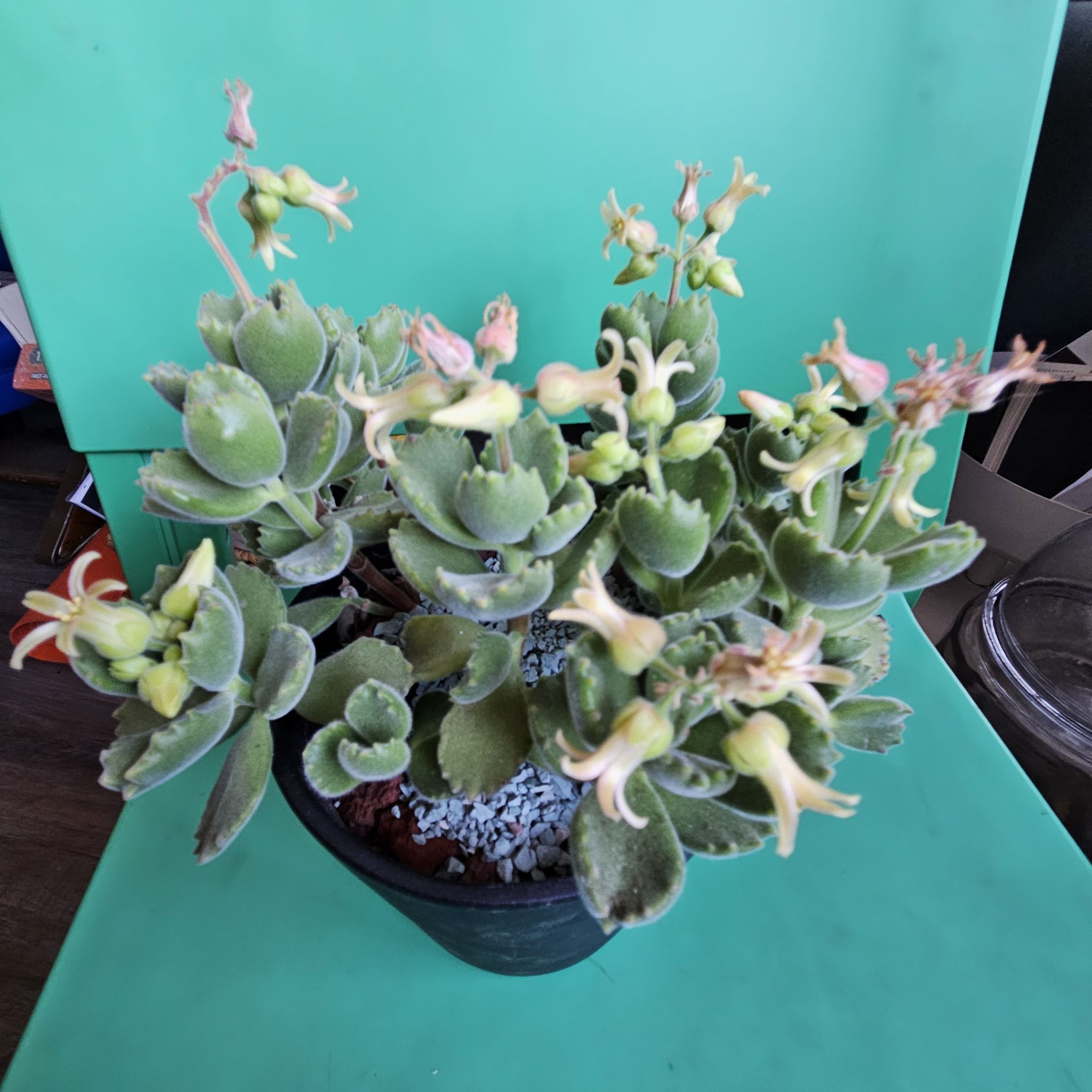Photo from the post