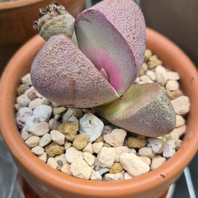 Photo of the plant species Royal Flush Split Rock by @thenonnon named Royal T on Greg, the plant care app