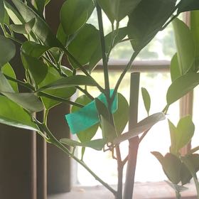 Photo of the plant species Rough Lemon by @WittyLilacsage named Sahara on Greg, the plant care app