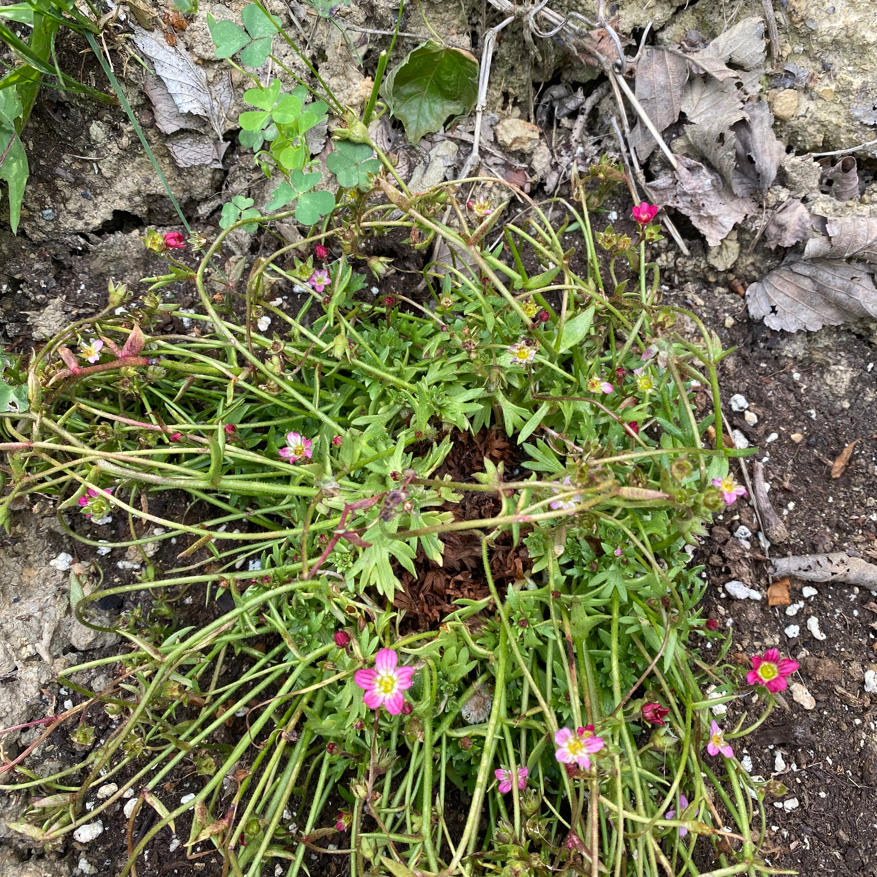 Photo of the plant species Mossy Saxifrage by @FavoredAgboy named Sage on Greg, the plant care app