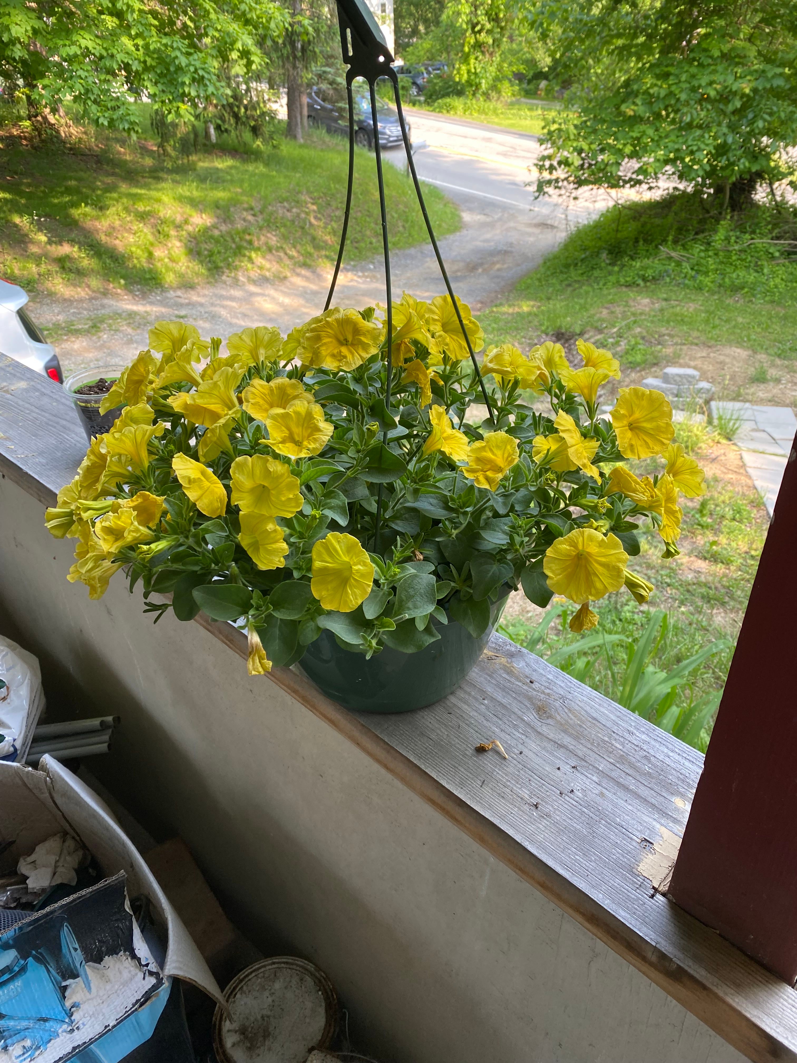 How to Care for Calibrachoa 'Mini Famous Double PinkTastic' Mastering