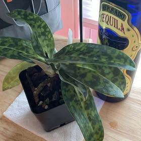 Photo of the plant species Hawaiian Fancy Orchid by @ZingBreweroak named Bodhi on Greg, the plant care app