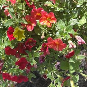 Photo of the plant species Superbells Yellow Chiffon Calibrachoa by @LivelyShyleaf named Planty on Greg, the plant care app