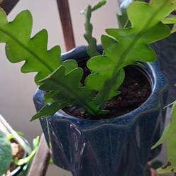 Fishbone Cactus plant