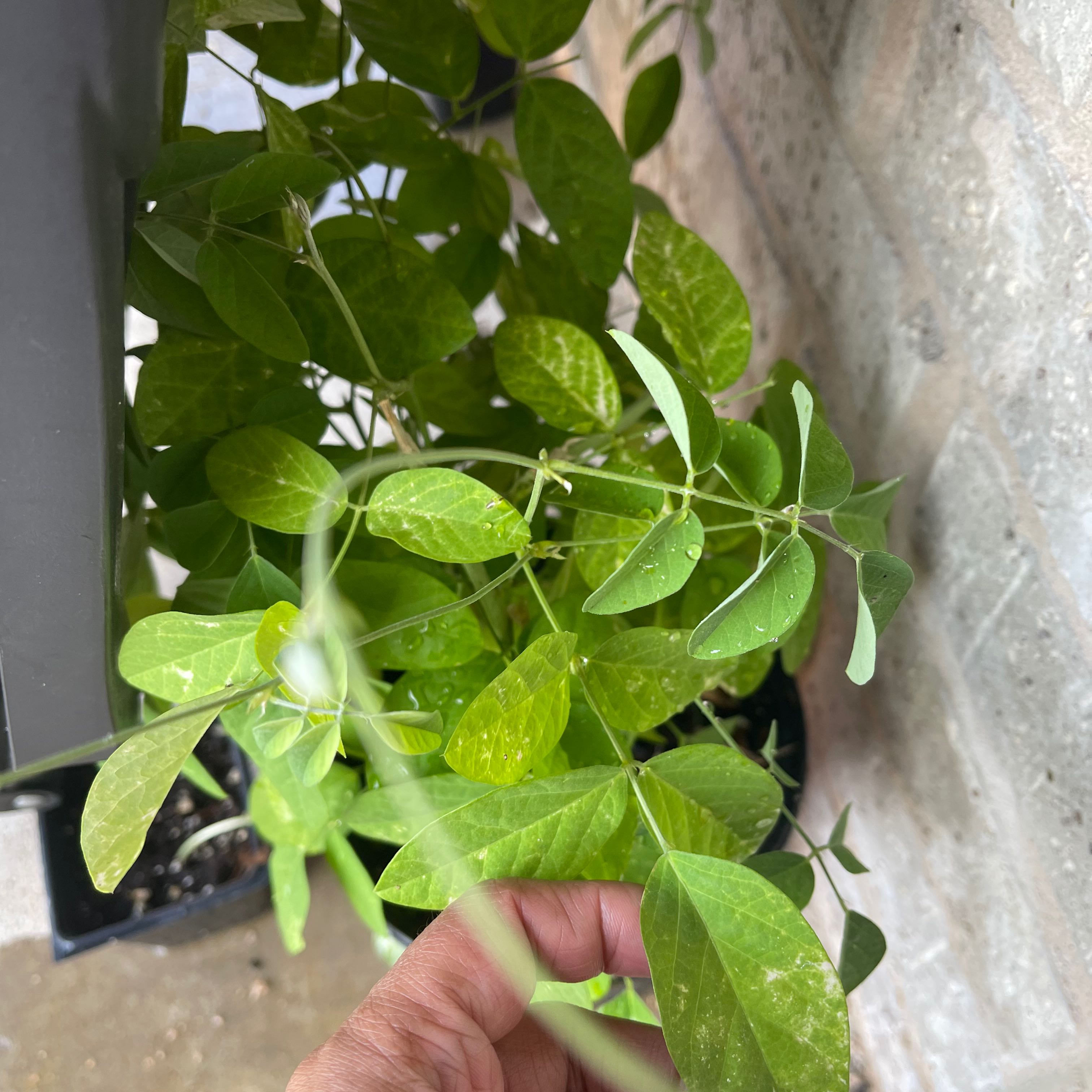 Asian Pigeonwings plant with green leaves, some yellowing, hand holding a leaf.
