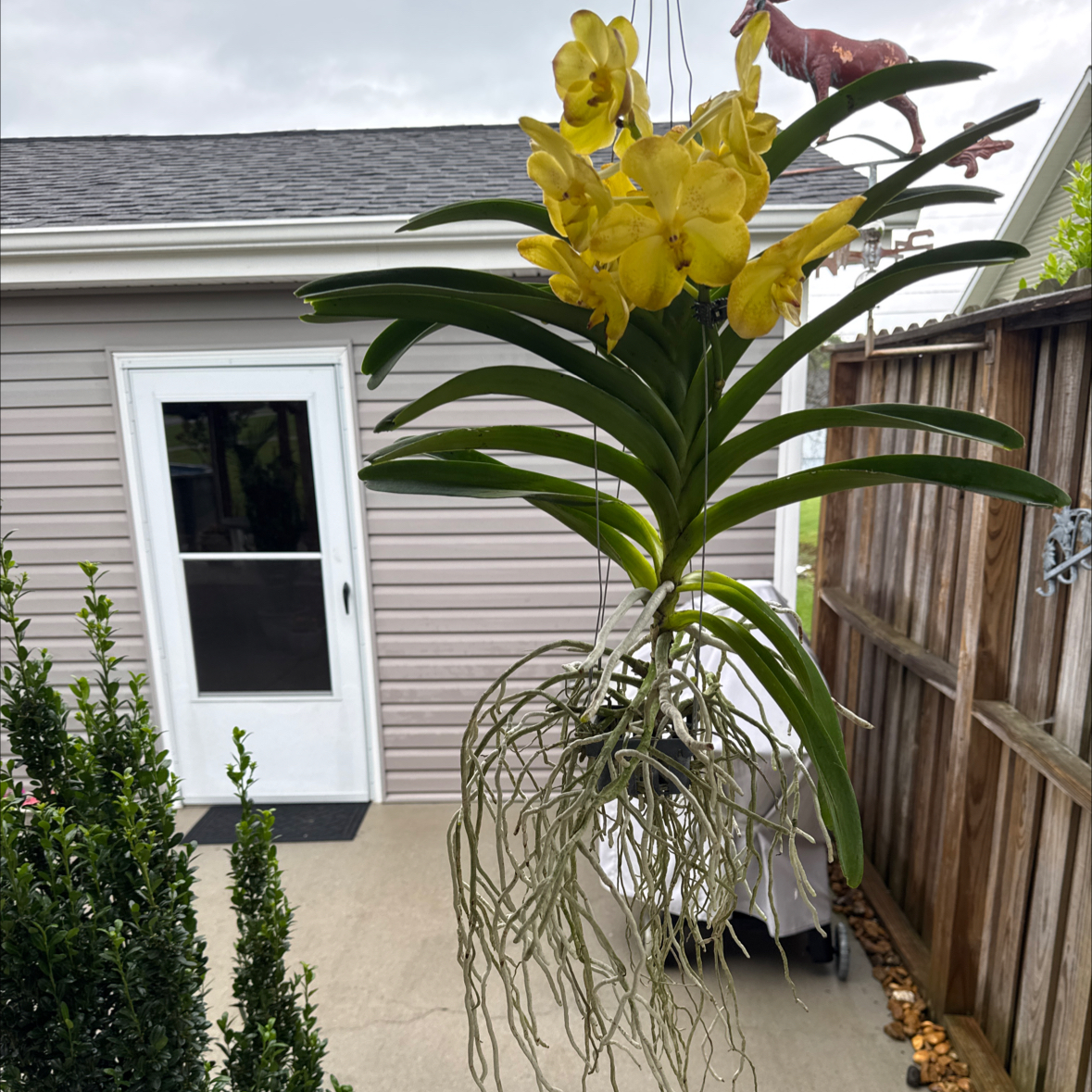 Photo of the plant species Vanda Orchid 'Pachara Delight Blue' by @Aliciaeb17 named Vanda on Greg, the plant care app