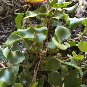 Photo of the plant species Beetleweed by @InventiveGarlic named Captain Plant-it on Greg, the plant care app