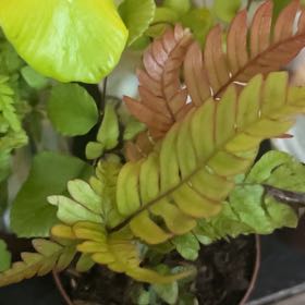 Photo of the plant species Rock Polypody by @InventiveGarlic named Einstein on Greg, the plant care app