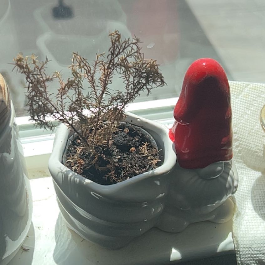 A potted Winter Heath plant with dry, brown leaves in a decorative gnome pot.