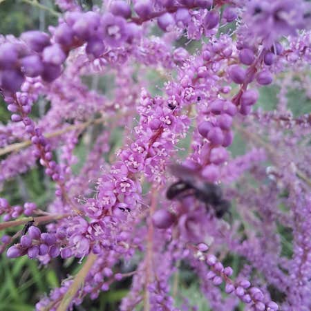 Photo of the plant species Five-Stamen Tamarisk by @GentleFallugia named Gobi on Greg, the plant care app