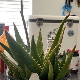 Photo of the plant species Aloe 'Giganotosaurus' by @HonestCoralaloe named Zeus on Greg, the plant care app