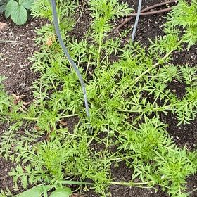 Photo of the plant species Lesser Swinecress by @WarmKiekie named Harry on Greg, the plant care app