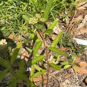 Photo of the plant species Curtiss' Milkweed by @WillStrapwort named Marley on Greg, the plant care app