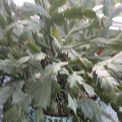 False Christmas Cactus plant