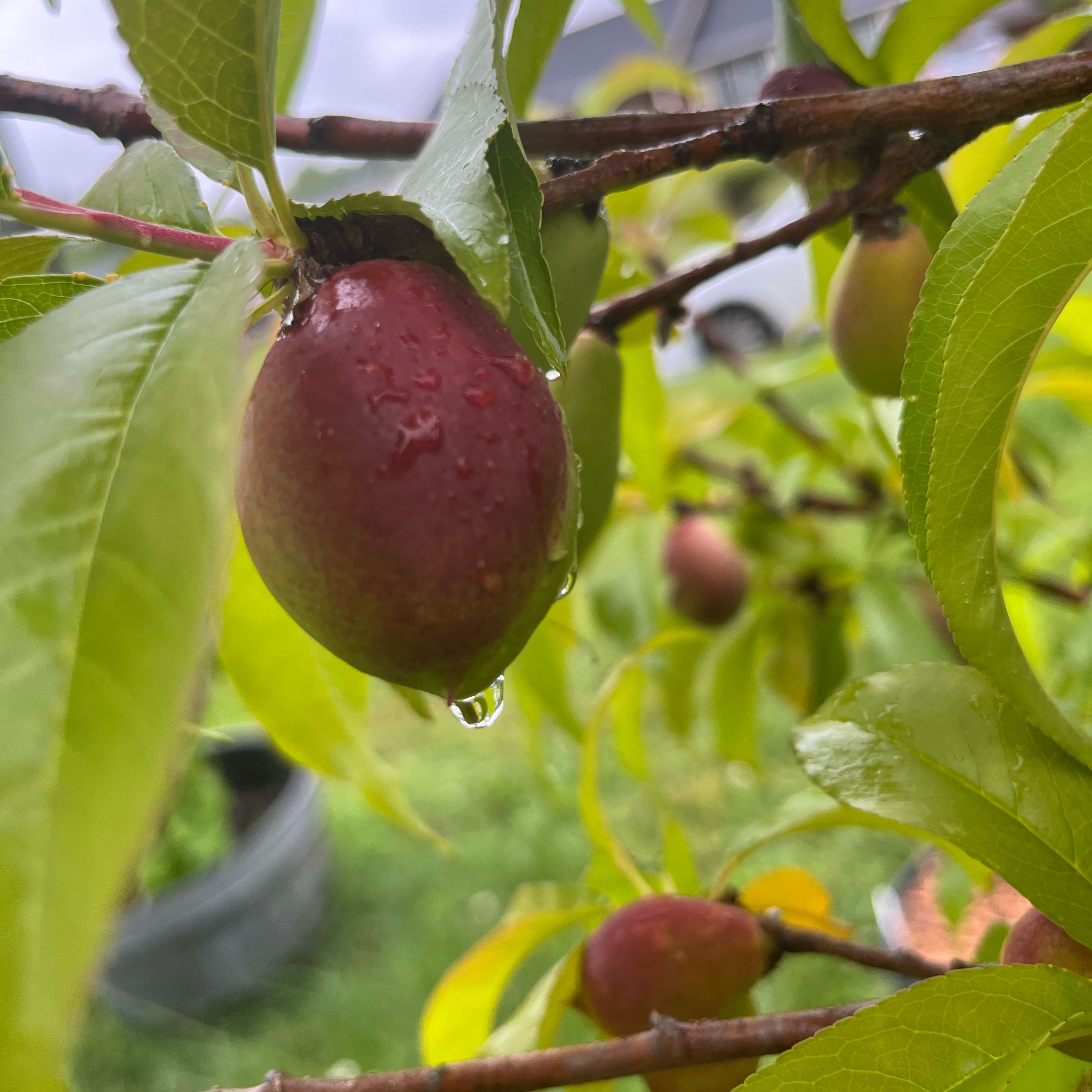 Photo of the plant species Goldmine Nectarine Tree by Sarah named Oscar on Greg, the plant care app