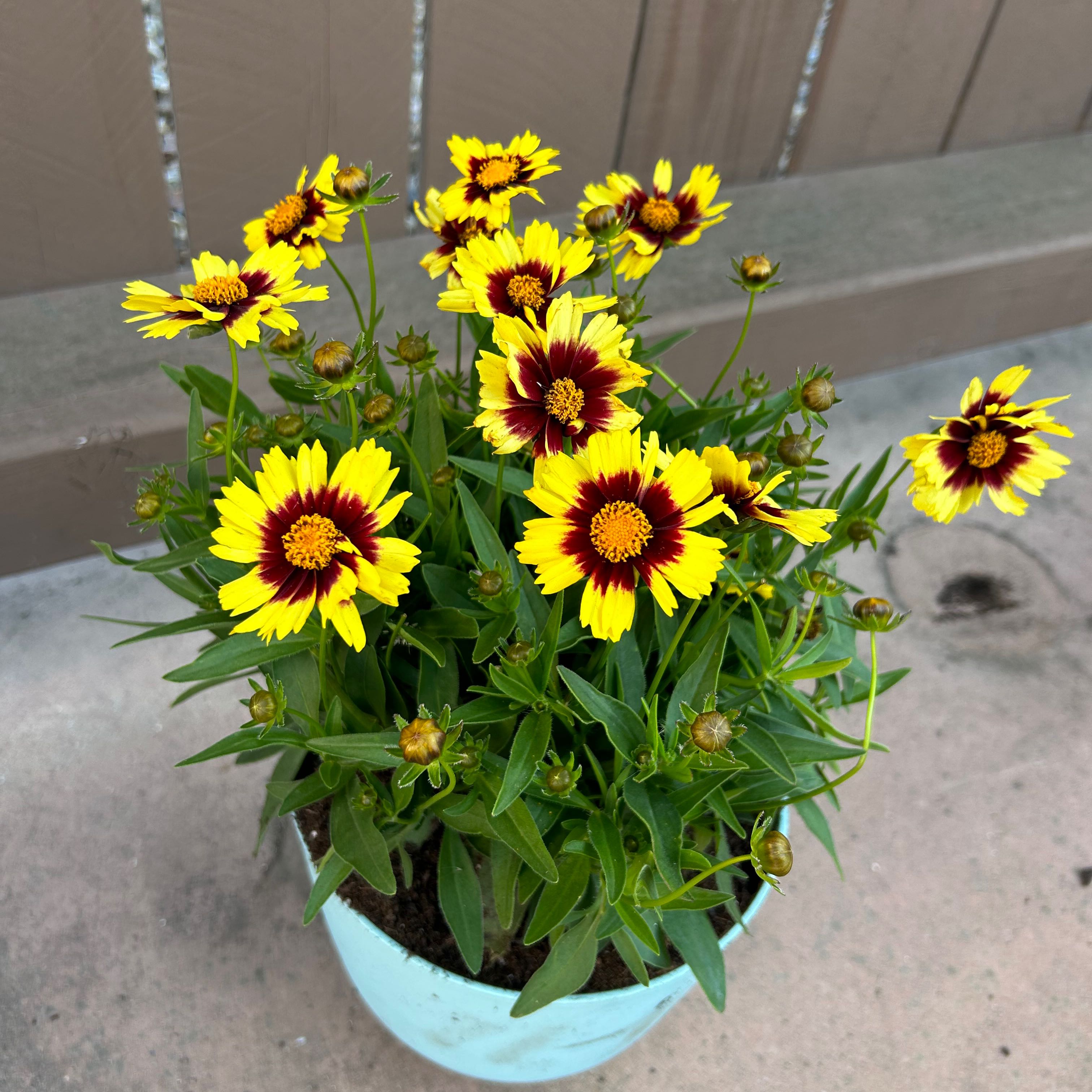 How and When Should I Cut Back My Plains Tickseed?