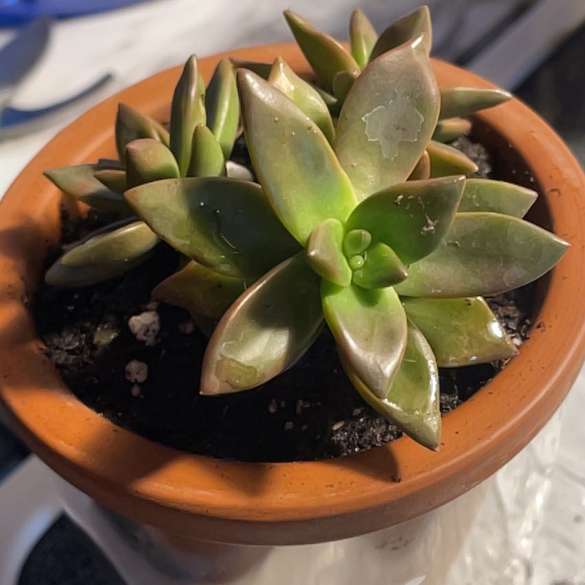 Sedum adolphi 'Shooting Stars' plant in a terracotta pot, healthy with plump green leaves.