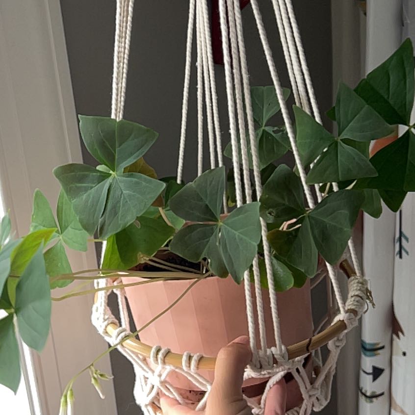 Potted Shamrock plant in a hanging basket with some yellowing leaves, held by a hand.