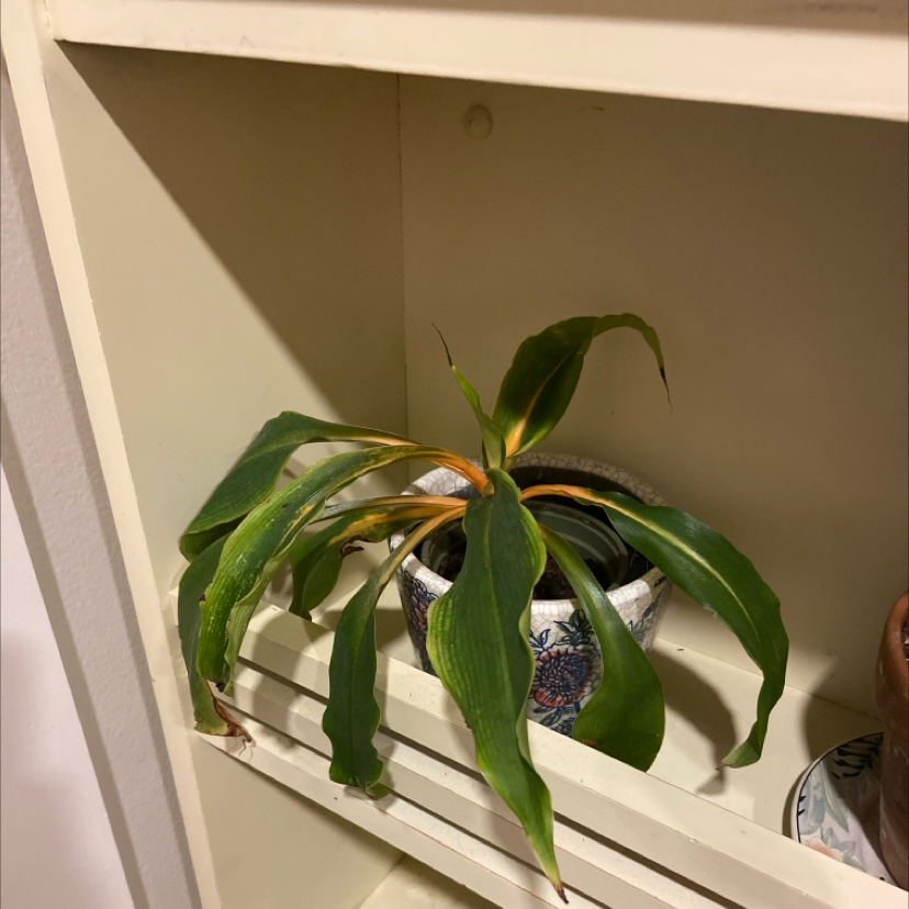 Potted Katherine Blood-Lily with wilting leaves showing yellowing and browning, placed on a shelf.