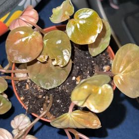 Photo of the plant species Peperomia 'Harmonys Great Pumpkin' by @BuoyantLoquat named Orwel on Greg, the plant care app