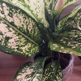 Photo of the plant species First Diamond Chinese Evergreen by @FunGlasswort named Marilyn on Greg, the plant care app